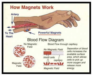 Magnetic Field On Blood Flow